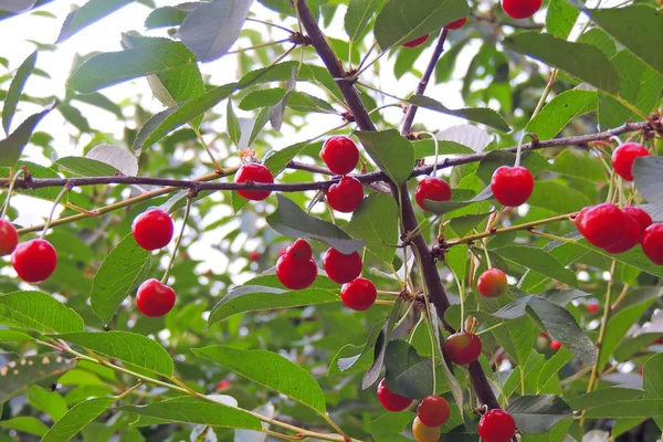 Kiraz ağacında sallanan kirazlar
