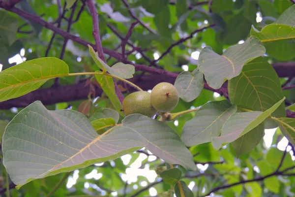 Cerises Accrochées Une Branche Cerisier — Photo