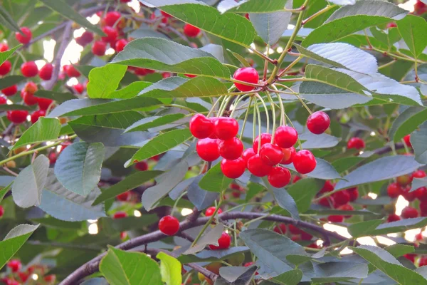 Cerezas Colgando Una Rama Cerezo —  Fotos de Stock