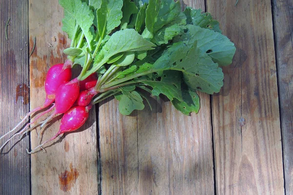 Vegetais Maduros Suculentos Aromáticos Frescos Rabanete Verdes Suculentos Salsa Endro — Fotografia de Stock