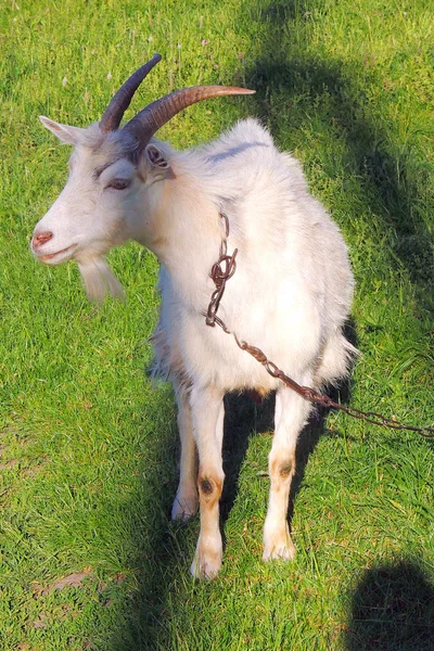 Beyaz Keçi Güneşli Bir Günde Bir Yeşil Çayır Üzerinde Otlatma — Stok fotoğraf