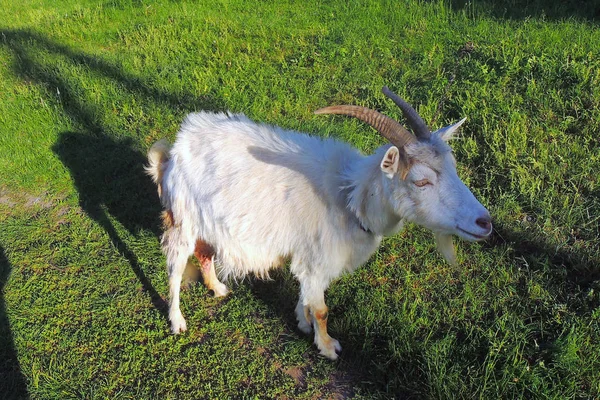 Beyaz Keçi Güneşli Bir Günde Bir Yeşil Çayır Üzerinde Otlatma — Stok fotoğraf