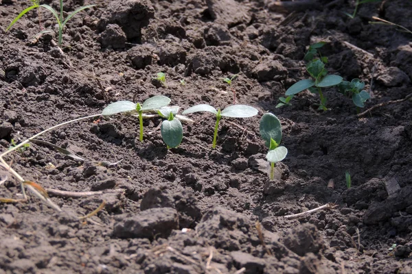 Cebola Jovem Alface Cebola Rúcula Feijão Beterraba Cultivo Permacultura Vegetal — Fotografia de Stock