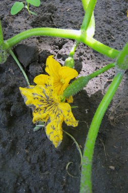 Genç taze salatalık saç ekimi - alanlarda, organik sebze büyüyen salatalık tarımı