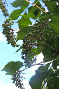 Mürver Sambucus taze yeşil küçük yeşil tomurcukları yumuşak güneş ışıkları bırakır. Çiçekli bitki çiçek açan önce yaşlı adında. Tıbbi bitki portre. Güzel bahar doğa
