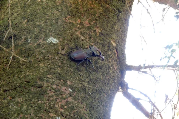 Escarabajo Más Grande Europa Escarabajo Ciervo Tronco Roble — Foto de Stock