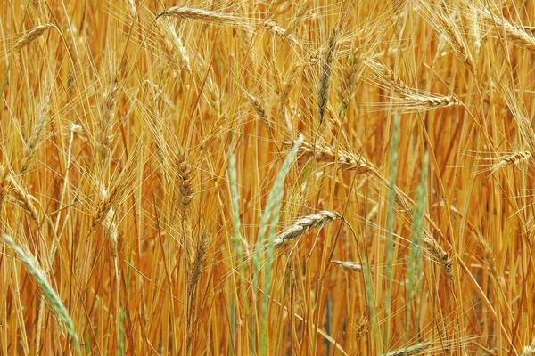 Колючки Пшеницы Солнечном Свете Желтое Пшеничное Поле — стоковое фото