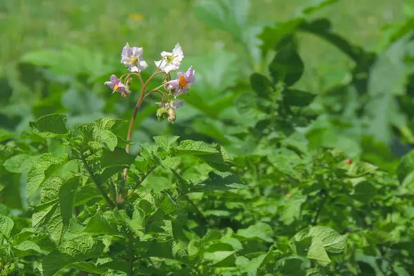 Toprak kapağında genç patates. bitki yakın çekim