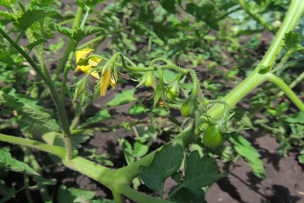 Unmadpe Tomates Verdes Plantas Exuberantes Saudáveis Jardim Legumes Casa Plantas — Fotografia de Stock