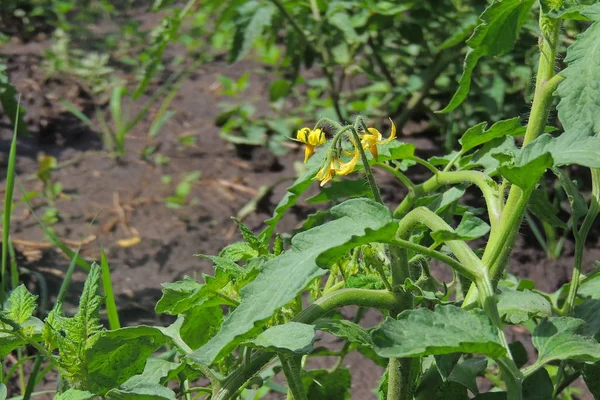 Unmadpe Tomates Verdes Plantas Exuberantes Saudáveis Jardim Legumes Casa Plantas — Fotografia de Stock