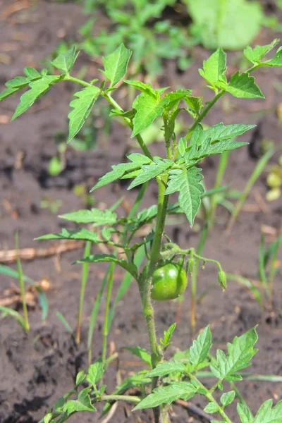 Pomodori Verdi Acerbi Piante Lussureggianti Sane Orto Domestico Piante Pomodoro — Foto Stock