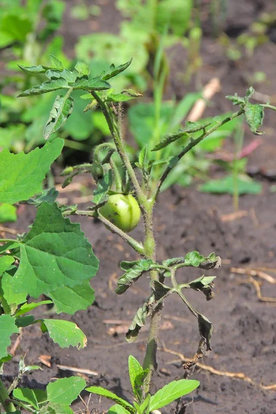 Unmadpe Tomates Verdes Plantas Exuberantes Saudáveis Jardim Legumes Casa Plantas — Fotografia de Stock