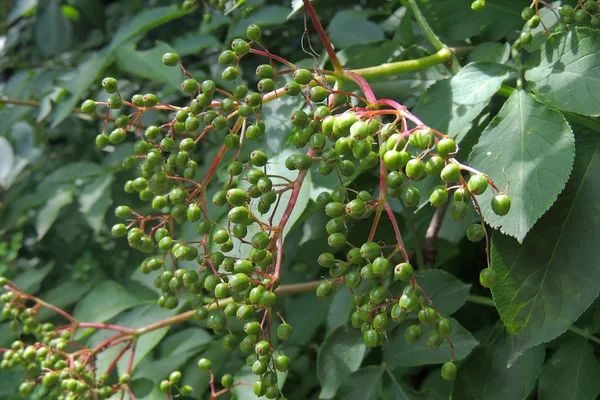 Piccole Cime Verdi Sambuco Sambuco Con Foglie Verdi Fresche Sulle — Foto Stock