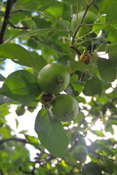 stock image Fresh ripe green apples on tree in summer garden