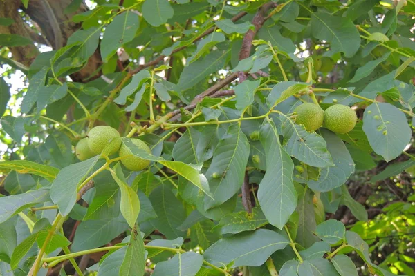 Macro Foto Giovani Frutti Freschi Verdi Noce Ramo Albero Con — Foto Stock