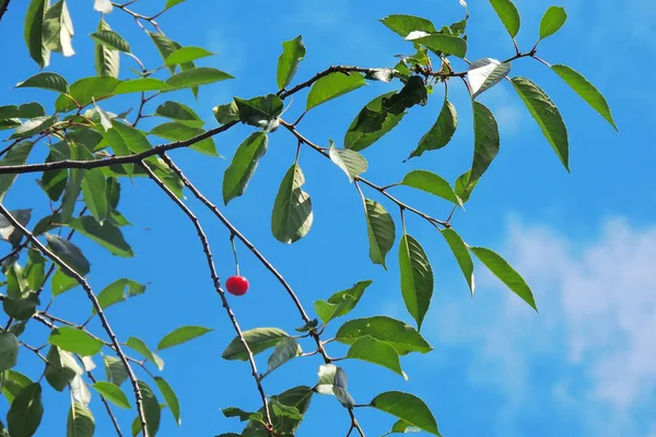 Cerises Accrochées Une Branche Cerisier — Photo