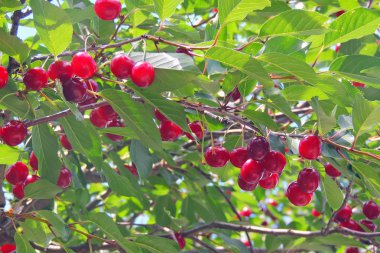 Kiraz ağacında sallanan kirazlar
