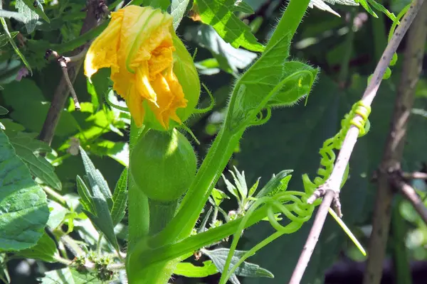 Home Grown Bio Kürbis Auf Gemüsegarten Der Grüne Saftig Reifende — Stockfoto