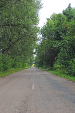 Papatya tarlası çiçekleri sınırı. Güneşin altında çiçek açan medikal papatyaların olduğu güzel bir doğa sahnesi. Alternatif tıp Bahar Papatyası. Yaz çiçekleri. Güzel çayır. Yaz arkaplanı