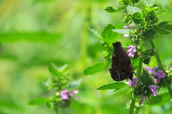 Papillon Sur Les Fleurs Violettes Soleil — Photo