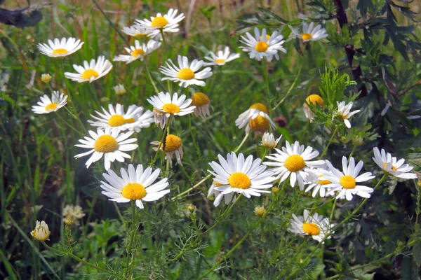 Chamomille Champ Fleurs Frontière Belle Scène Nature Avec Des Camomilles — Photo