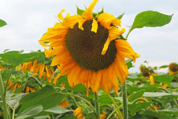 Feld Blühender Sonnenblumen Auf Einem Hintergrund Sonnenuntergang — Stockfoto