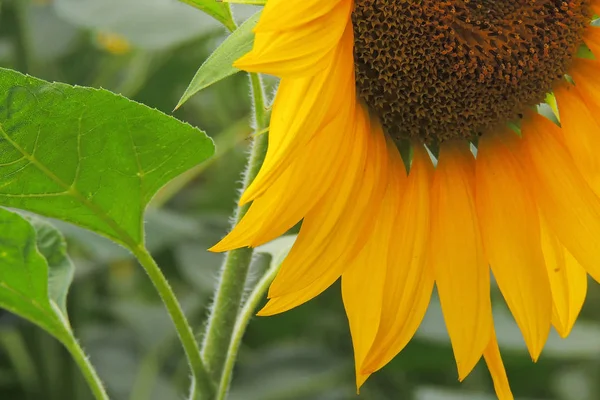 Campo Girasoles Flor Sobre Atardecer Fondo —  Fotos de Stock