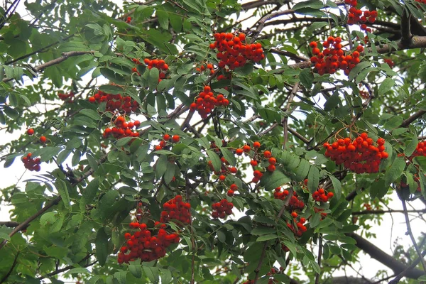 Ashberry Vermelho Contexto Céu Azul Folhas Verdes Outono — Fotografia de Stock