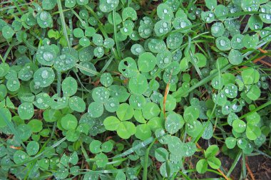 Sabahın erken bir bahar çim üzerinde taze çiğ. güneşli bir gün kavramı. doğal arka plan.