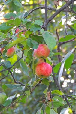 Bir dal üzerinde toplanmaya hazır kırmızı elmalar içeren renkli bir açık hava çekimi.
