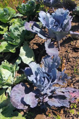 Lahana plantasyon güneşli bir bahçe içinde.