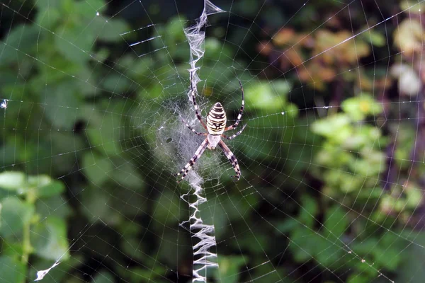 Křižák Pruhovaný Vosa Spider Chytil Kobylku — Stock fotografie