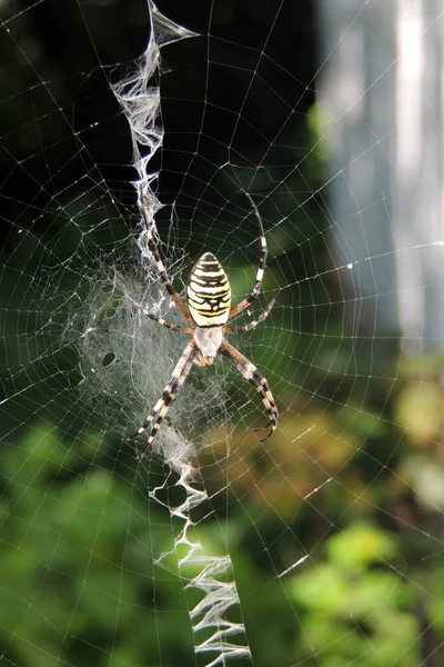 Argiope Bruennichi Oder Die Wespenspinne Fing Eine Heuschrecke — Stockfoto