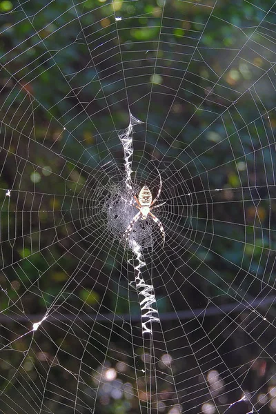 Křižák Pruhovaný Vosa Spider Chytil Kobylku — Stock fotografie