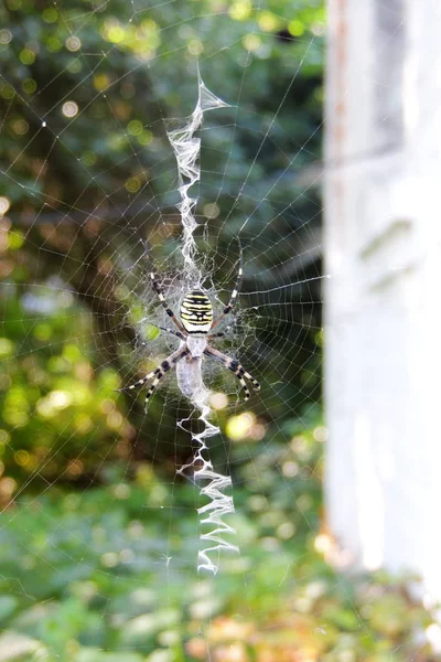 Argiope Bruennichi 或黄蜂蜘蛛 捉住了蚱蜢 — 图库照片