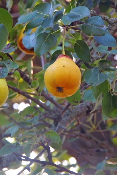 Peras Frescas Jugosas Rama Del Peral Peras Ecológicas Ambiente Natural —  Fotos de Stock