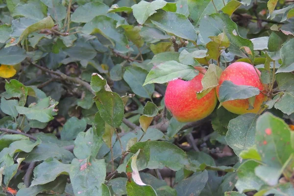 収穫準備ができている枝の上に赤いリンゴの束を含むカラフルな屋外ショット — ストック写真