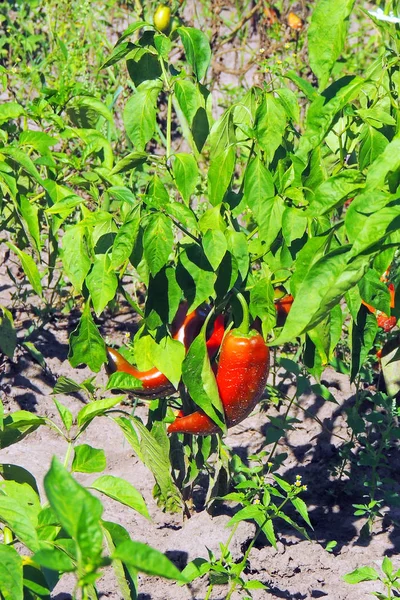 Κόκκινες Και Πράσινες Πιπεριές Αυξανόμενος Στον Κήπο — Φωτογραφία Αρχείου