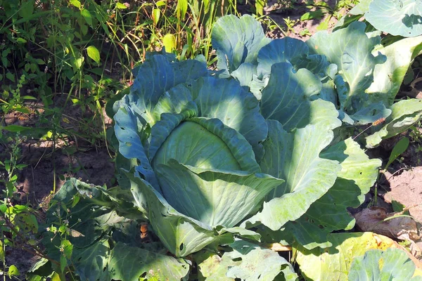 Kål Plantage Trädgården Solig Dag — Stockfoto