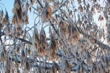 Kış doğal peyzaj, beyaz ağaçlar kar yağışı sonra.