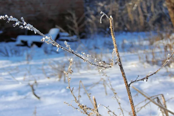 Naturliga Vinterlandskap Vita Träden Efter Snöfall — Stockfoto