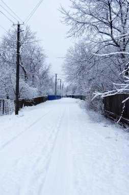 Kış doğal peyzaj, beyaz ağaçlar kar yağışı sonra.