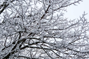 Kış doğal peyzaj, beyaz ağaçlar kar yağışı sonra.