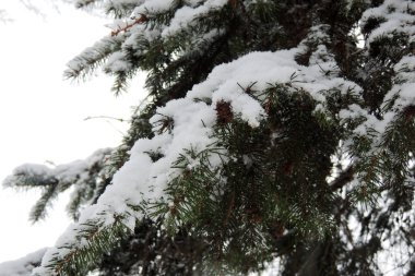 Kış doğal peyzaj, beyaz ağaçlar kar yağışı sonra.