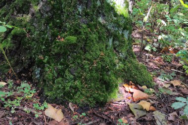 Yaz aylarında bir ağaç üzerinde büyüyen yoğun ve yemyeşil orman yosun