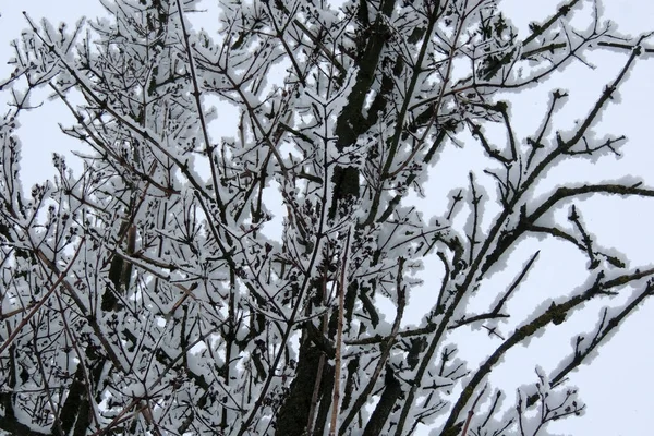 Winterlandschaft Die Weißen Bäume Nach Dem Schneefall — Stockfoto