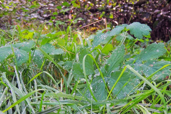 Färska Morgondagg Fjädra Gräs Tidigt Morgonen Solig Dag Koncept Naturliga — Stockfoto