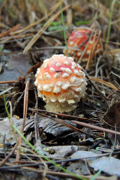 Gros Plan Groupe Chapeaux Mort Colorés Rouge Blanc Avec Fond — Photo