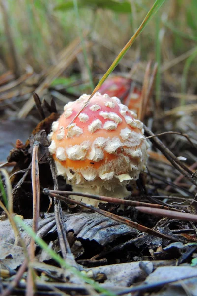 Gros Plan Groupe Chapeaux Mort Colorés Rouge Blanc Avec Fond — Photo