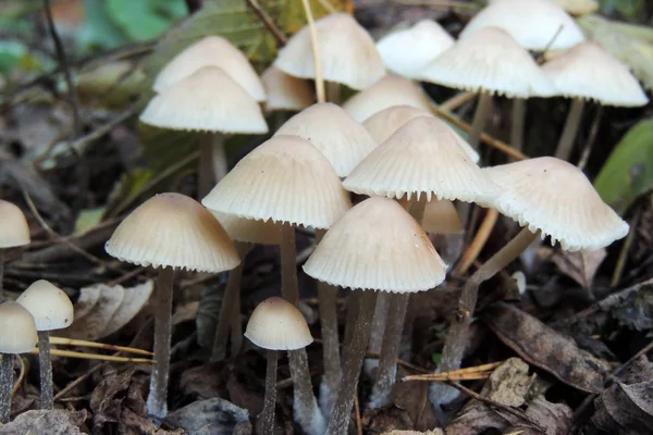 Close Van Een Groep Van Kleurrijke Dood Caps Rood Wit — Stockfoto